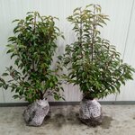 Ca. 100x Portugese laurier Prunus lusitanica ‘Angustifolia’ 60 tot 80
